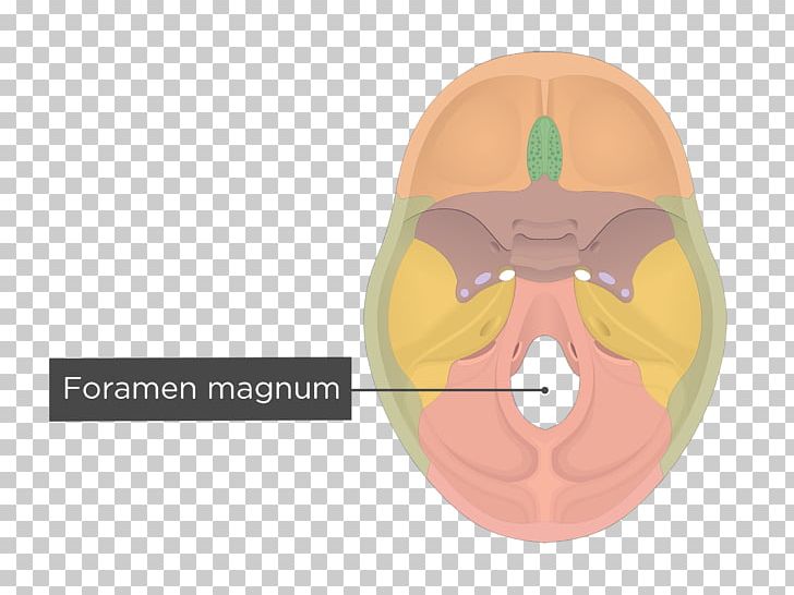 Hypoglossal Canal Foramen Magnum Occipital Bone Jugular Foramen PNG, Clipart, Anatomy, Base Of Skull, Bone, Cheek, Face Free PNG Download