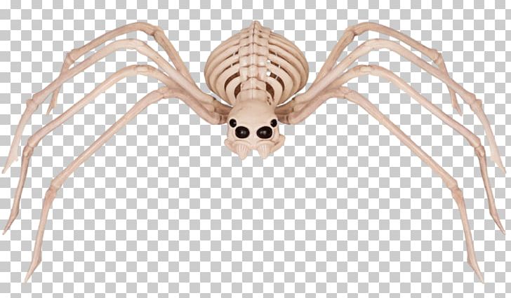 Spider Human Skeleton Bone Skull PNG, Clipart, Animal Figure, Arachnid, Arthropod, Bone, Decapoda Free PNG Download