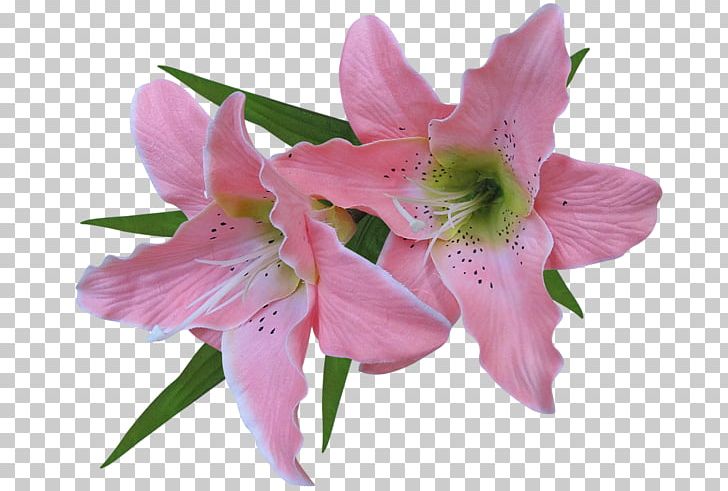 Tiger Lily Flower Arum-lily Easter Lily PNG, Clipart, Arum Lily, Clip Art, Easter Lily, Golden Lily, Lily Flower Free PNG Download