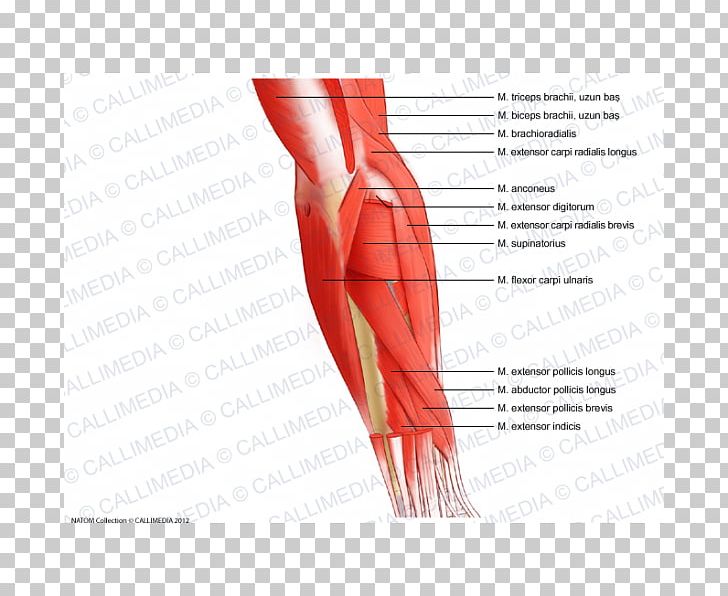 Thumb Elbow Muscle Forearm Anatomy PNG, Clipart, Abdomen, Anatomy, Angle, Arm, Blood Vessel Free PNG Download