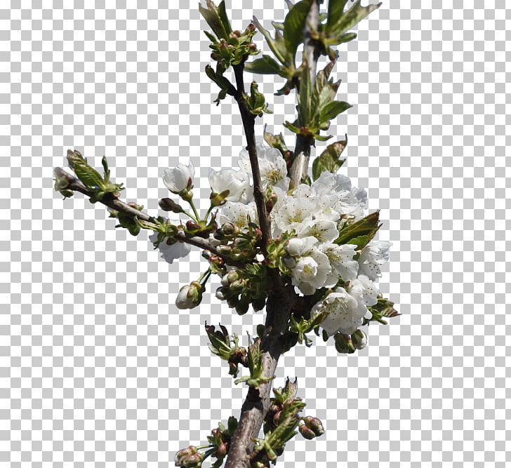 Common Plum Flower Tree Bud PNG, Clipart, Ameixeira, Blossom, Branch, Bud, Common Plum Free PNG Download