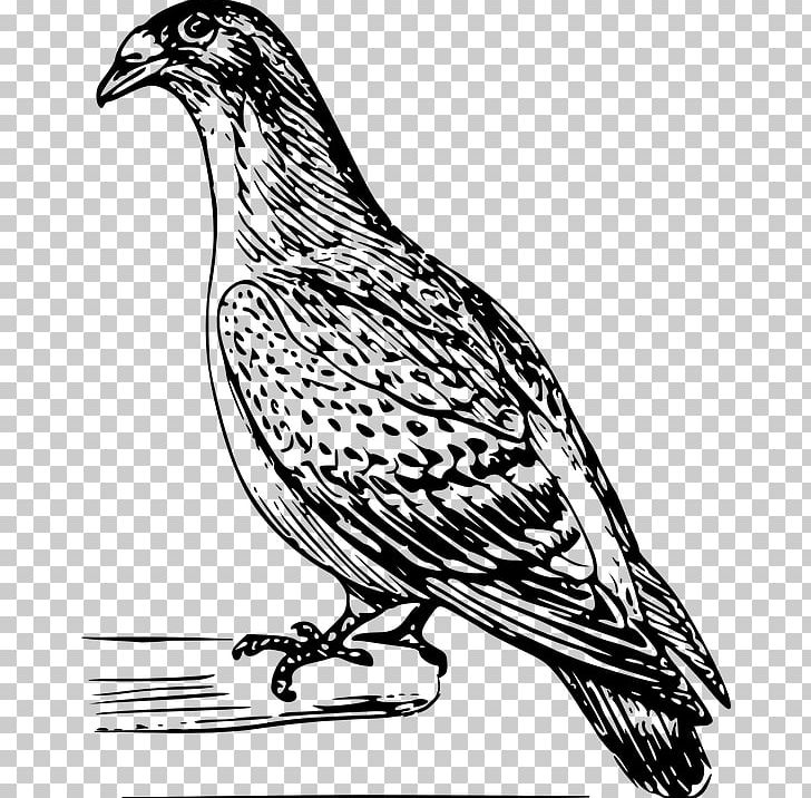 Drawing Domestic Pigeon PNG, Clipart, Artwork, Beak, Bird, Bird Of Prey, Black And White Free PNG Download