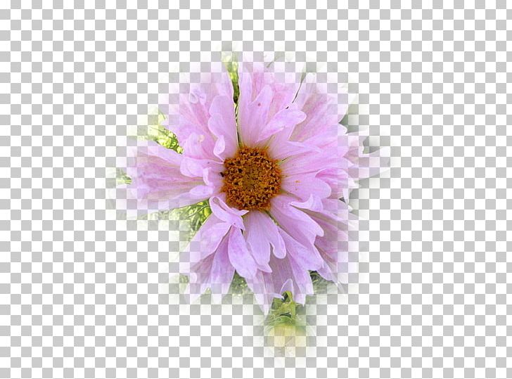 Garden Cosmos Chrysanthemum Transvaal Daisy Cut Flowers Petal PNG, Clipart, Annual Plant, Aster, Chrysanthemum, Chrysanths, Cicek Free PNG Download