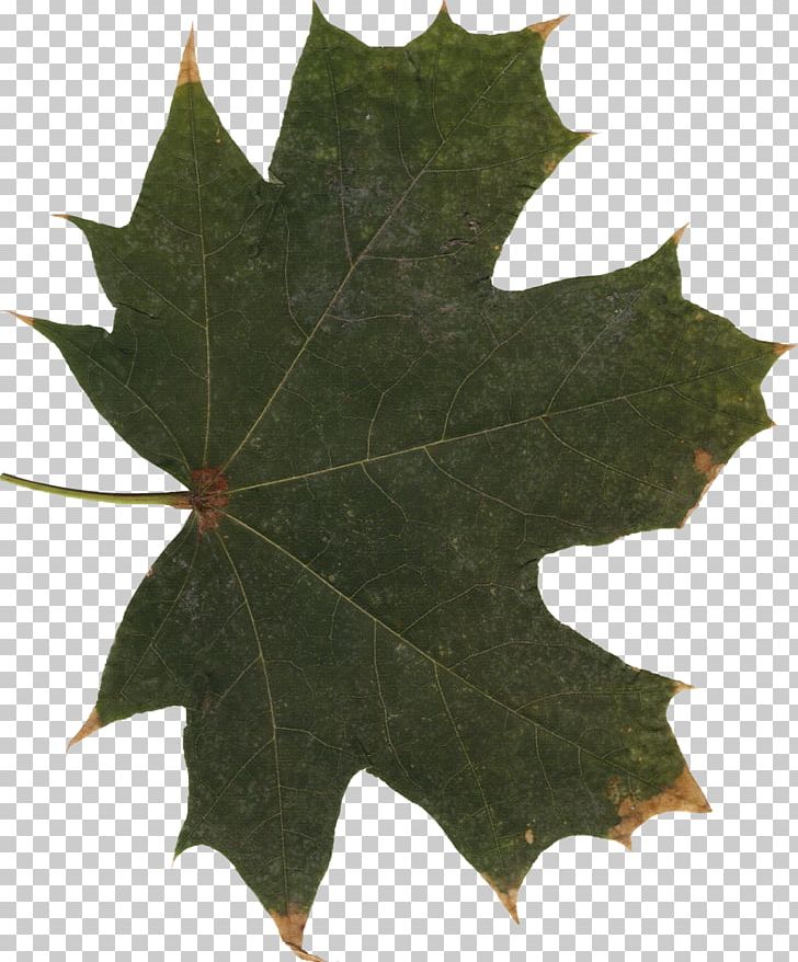 Maple Leaf PNG, Clipart, Autumn Leaf Color, Fireflies, Grape Leaves, Image Scanner, Leaf Free PNG Download