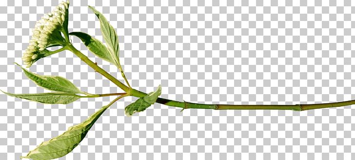 Twig Plant Stem Leaf Tree Flower PNG, Clipart, Branch, Branching, Flower, Grass, Green Leaves Free PNG Download
