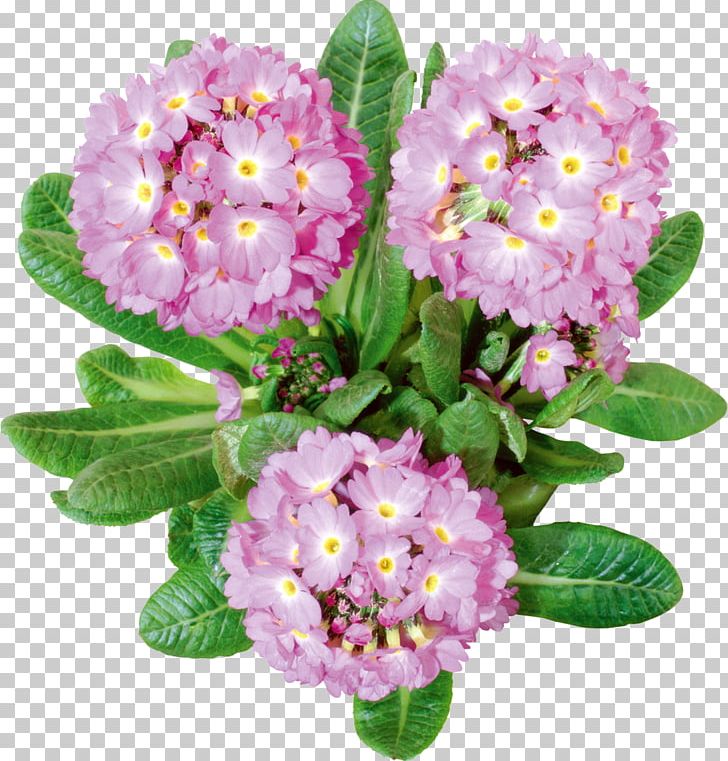Cut Flowers Lilium PNG, Clipart, Annual Plant, Box, Chrysanthemum, Clip Art, Cut Flowers Free PNG Download