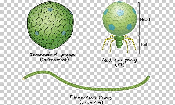 Filamentous Bacteriophage Bacteria Virus Icosahedron PNG, Clipart, Bacteria, Bacteriophage, Capsid, Cell, Dna Free PNG Download