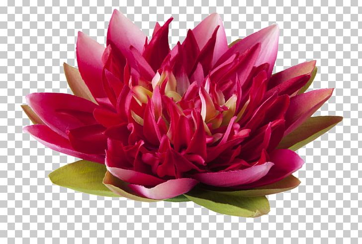 Flower Garden Pond Nelumbo Nucifera Plant PNG, Clipart, Aquatic Plants, Artificial Flower, Azpack Ltd, Chrysanths, Cut Flowers Free PNG Download