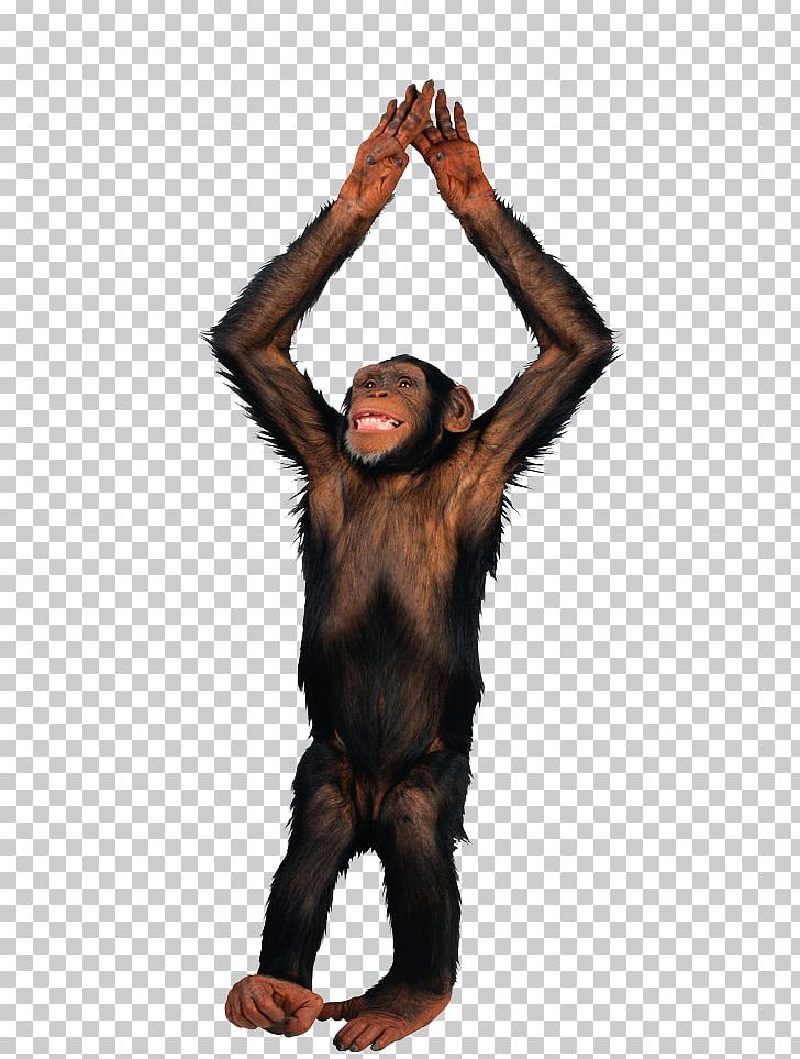 Gibbon Haplorhini Monkey PNG, Clipart, Animals, Ape, Arm, Brown, Common Chimpanzee Free PNG Download