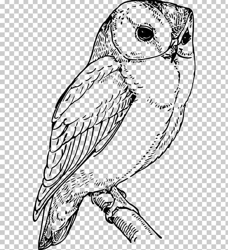 Barn Owl Drawing Coloring Book PNG, Clipart, Animals, Art, Artwork, Barn Owl, Beak Free PNG Download