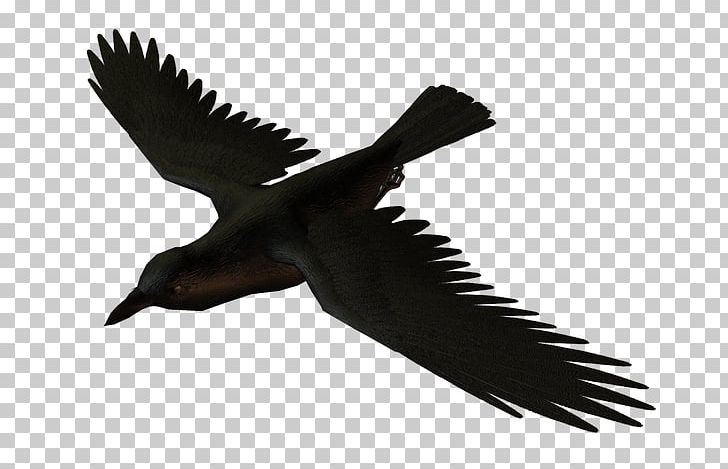 Bird American Crow Common Raven Carrion Crow Portable Network Graphics PNG, Clipart, American Crow, Animals, Beak, Bird, Carrion Crow Free PNG Download