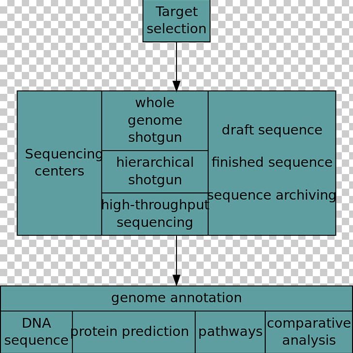 Human Genome Project Genomics Whole Genome Sequencing PNG, Clipart, Angle, Biology, Brand, Comparative Genomics, Diagram Free PNG Download