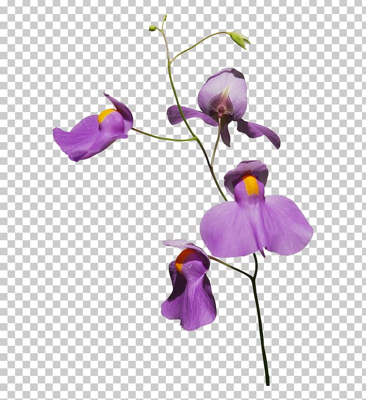 Orchids Flower Plant PNG, Clipart, Branch, Cut Flowers, Encapsulated Postscript, Flora, Floral Free PNG Download