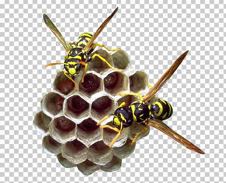 Beehive Honeycomb Bee Pollen PNG, Clipart, Aloe Vera, Arthropod, Bee, Bees, Bees Honey Free PNG Download