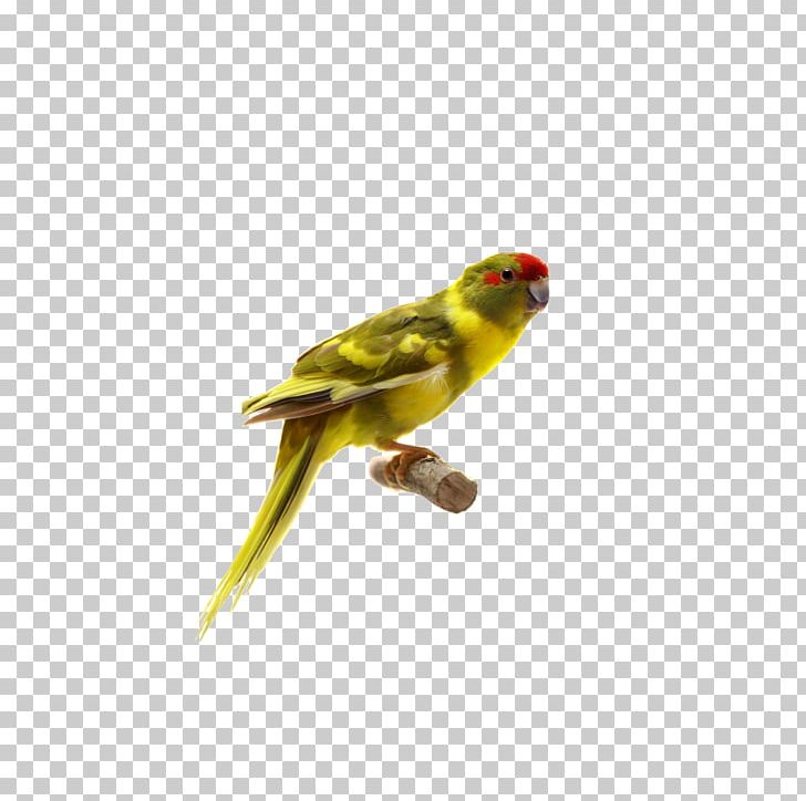 Lovebird Parrot Parakeet PNG, Clipart, Adobe Illustrator, Animals, Beak, Bird, Bird Flight Free PNG Download