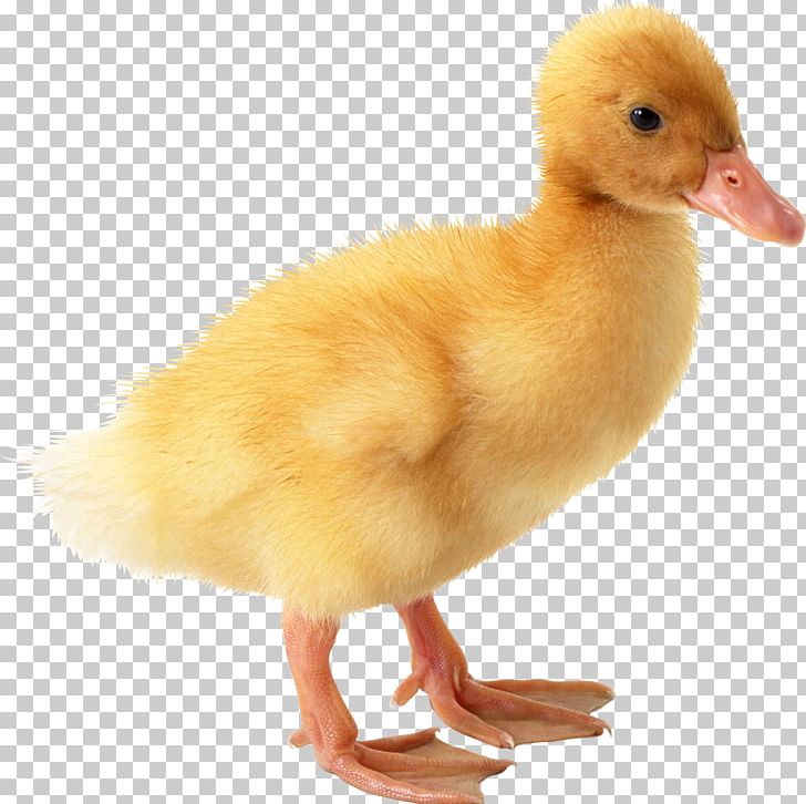 American Pekin Duckling Duckling Goose PNG, Clipart, American Pekin, Animals, Beak, Bird, Chicken Free PNG Download