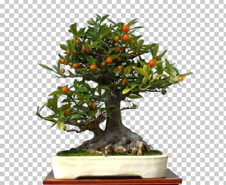 Chinese Sweet Plum Fruit Tree Flowerpot Vegetable PNG, Clipart, Bonsai, Eating, Flower, Flowerpot, Fruit Free PNG Download