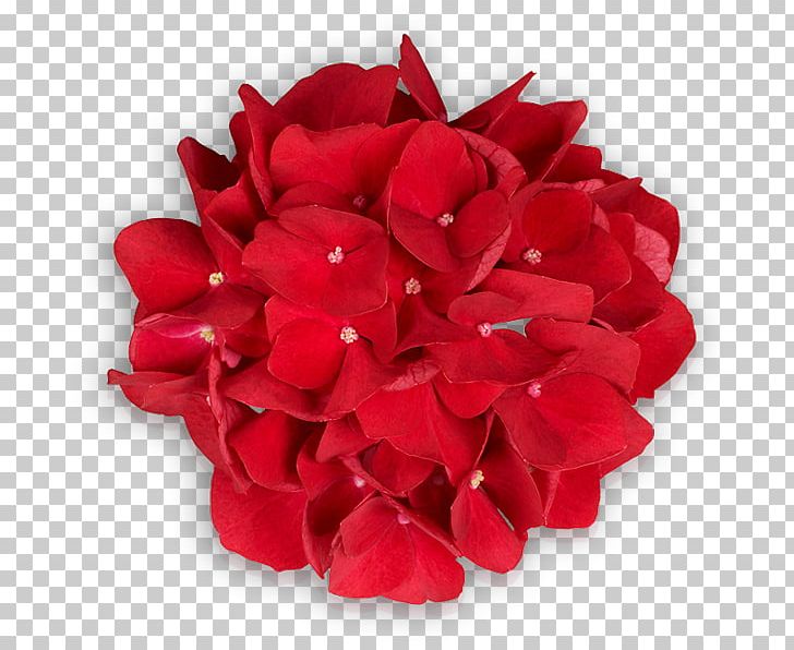 Garden Roses Cut Flowers Petal PNG, Clipart, Cut Flowers, Flower, Flowering Plant, Flowers, Garden Free PNG Download