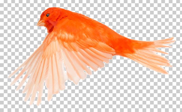 Beak Finch Feather Tail Fish PNG, Clipart, Animals, Beak, Bird, Bird Cage, Fauna Free PNG Download