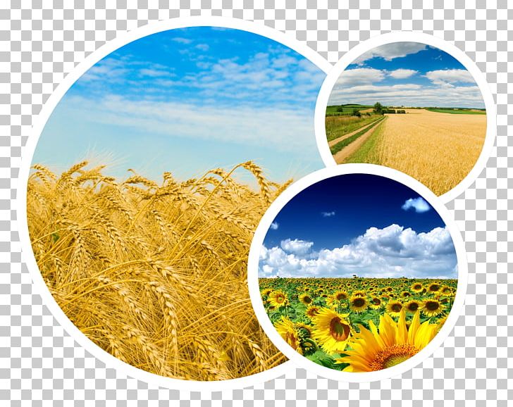 Agrarian Party Of Ukraine Political Party Politics Centrism PNG, Clipart, Agriculture, Canvas Print, Centrism, Commodity, Crop Free PNG Download