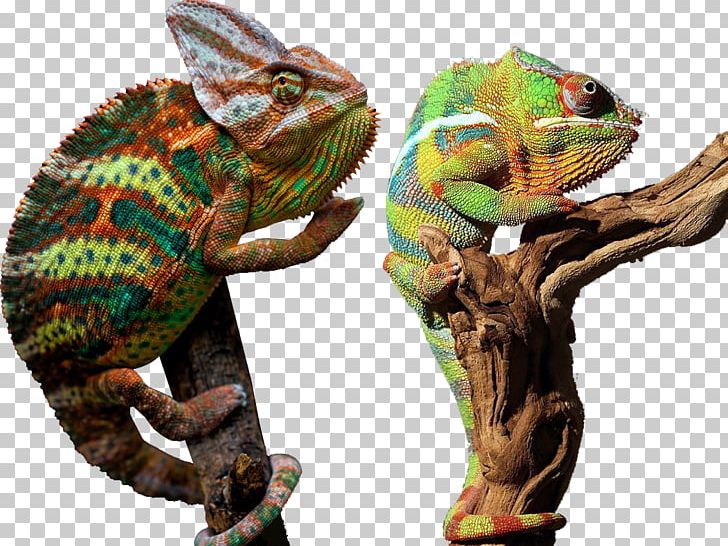 Chameleons PNG, Clipart, Adobe Illustrator, Animals, Animation, Anime Character, Anime Eyes Free PNG Download