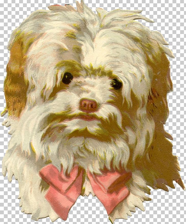 Havanese Dog Maltese Dog Shih Tzu Little Lion Dog Puppy PNG, Clipart, Affenpinscher, Animals, Bolonka, Carnivoran, Cockapoo Free PNG Download