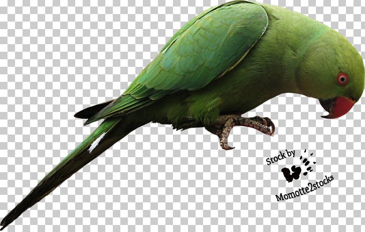Parrots Of New Guinea Lovebird PNG, Clipart, Adorable, Alexandrine Parakeet, Animallover, Animals, Australian King Parrot Free PNG Download