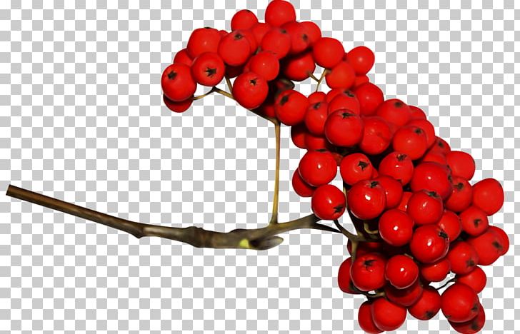 Pink Peppercorn Rowan Berries Portable Network Graphics Sorbus Domestica PNG, Clipart, Berries, Berry, Chokeberry, Food, Food Drinks Free PNG Download