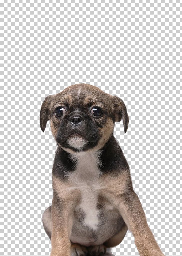 Puggle Toy Bulldog Puppy Dog Breed PNG, Clipart, 3d Animation, Animal, Animal, Animals, Anime Character Free PNG Download