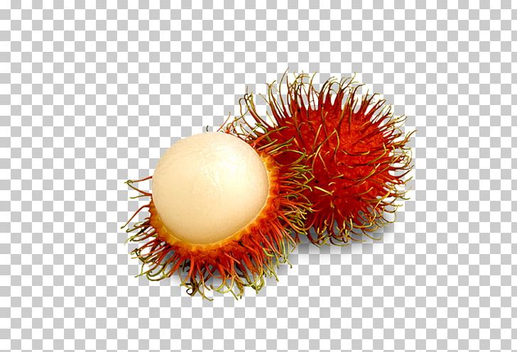 Rambutan VEGILAND Exporters Pvt Ltd Vegetable Lychee Fruit PNG, Clipart, Food, Fruit, Lychee, Miscellaneous, Others Free PNG Download