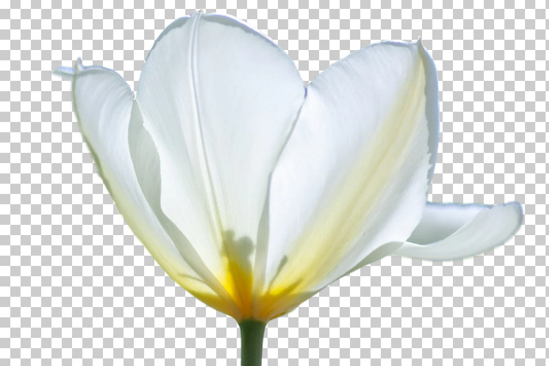 Plant Stem Tulip Lilies Petal Meter PNG, Clipart, Biology, Flower, Lilies, Lily, Meter Free PNG Download