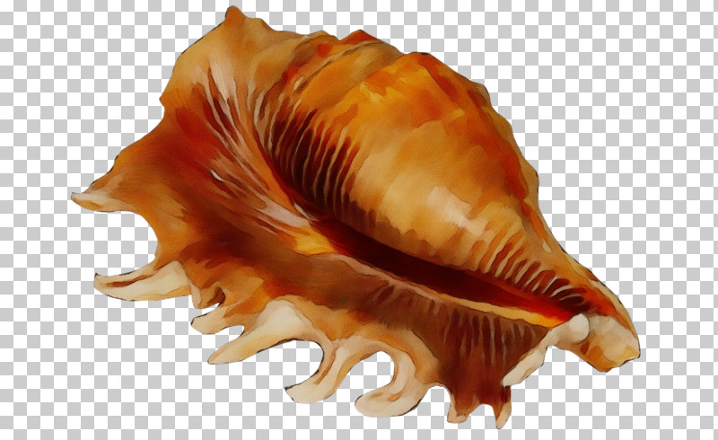 Cockle Seashell Conchology Sea Snail Conch PNG, Clipart, Cockle, Conch, Conchology, Paint, Scallops Free PNG Download