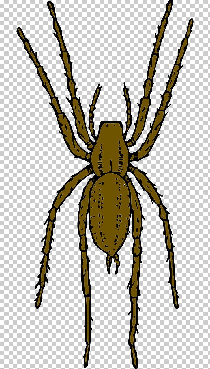 Brown Recluse Spider PNG, Clipart, Araneus, Arthropod, Bro, Brown, Brown Background Free PNG Download
