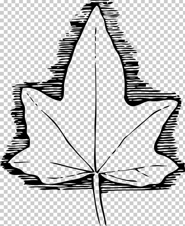 Ivy Leaf Drawing PNG, Clipart, Artwork, Black And White, Drawing, Flora, Flower Free PNG Download