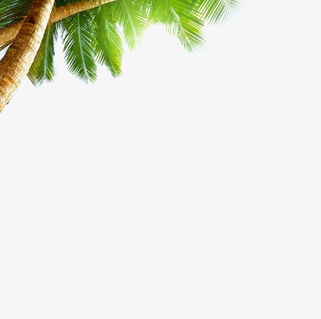 Coconut Tree PNG, Clipart, Coconut, Coconut Clipart, Coconut Clipart, Coconut Tree, Leaves Free PNG Download