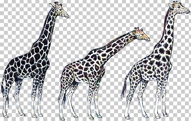 Giraffe Wildlife Terrestrial Animal PNG, Clipart, Animal, Animals, Fauna, Giraffe, Giraffidae Free PNG Download