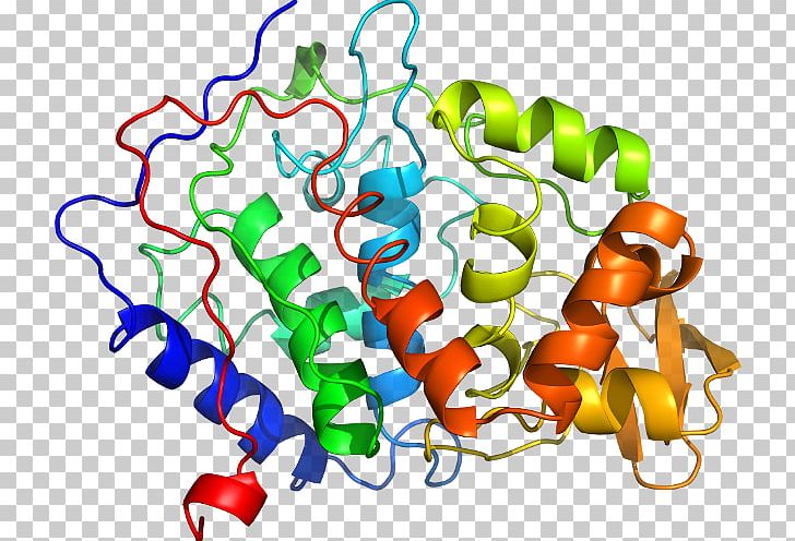 SLC3A2 Protein Solute Carrier Family SLC7A11 PNG, Clipart, Alphaamylase, Amino Acid, Animal Figure, Antiporter, Area Free PNG Download
