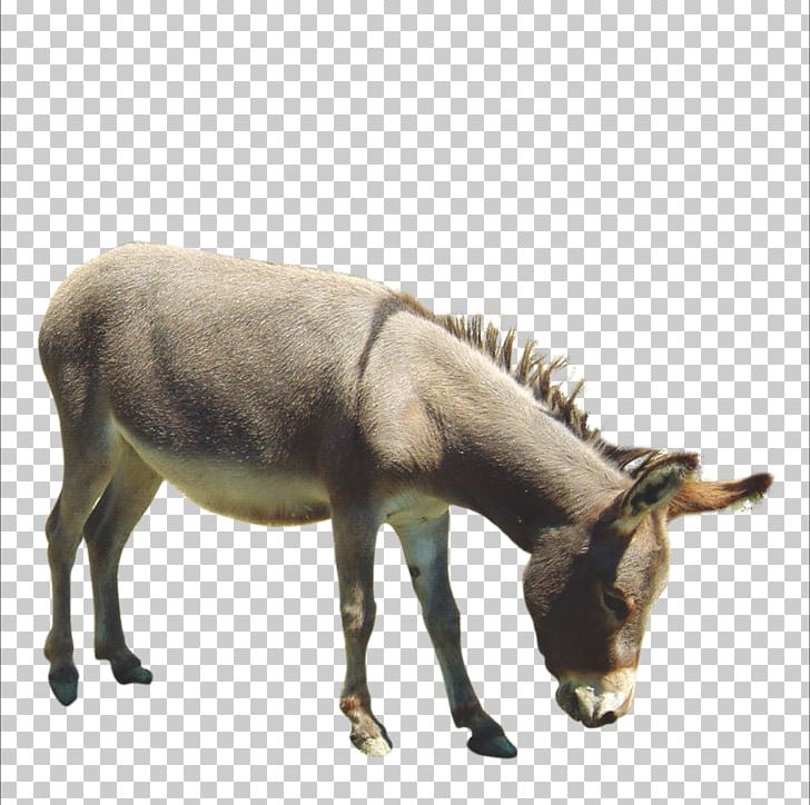 Donkey Horse Painting PNG, Clipart, Animal Donkey, Animals, Cartoon Donkey, Donkey Burger, Donkey Cartoon Free PNG Download