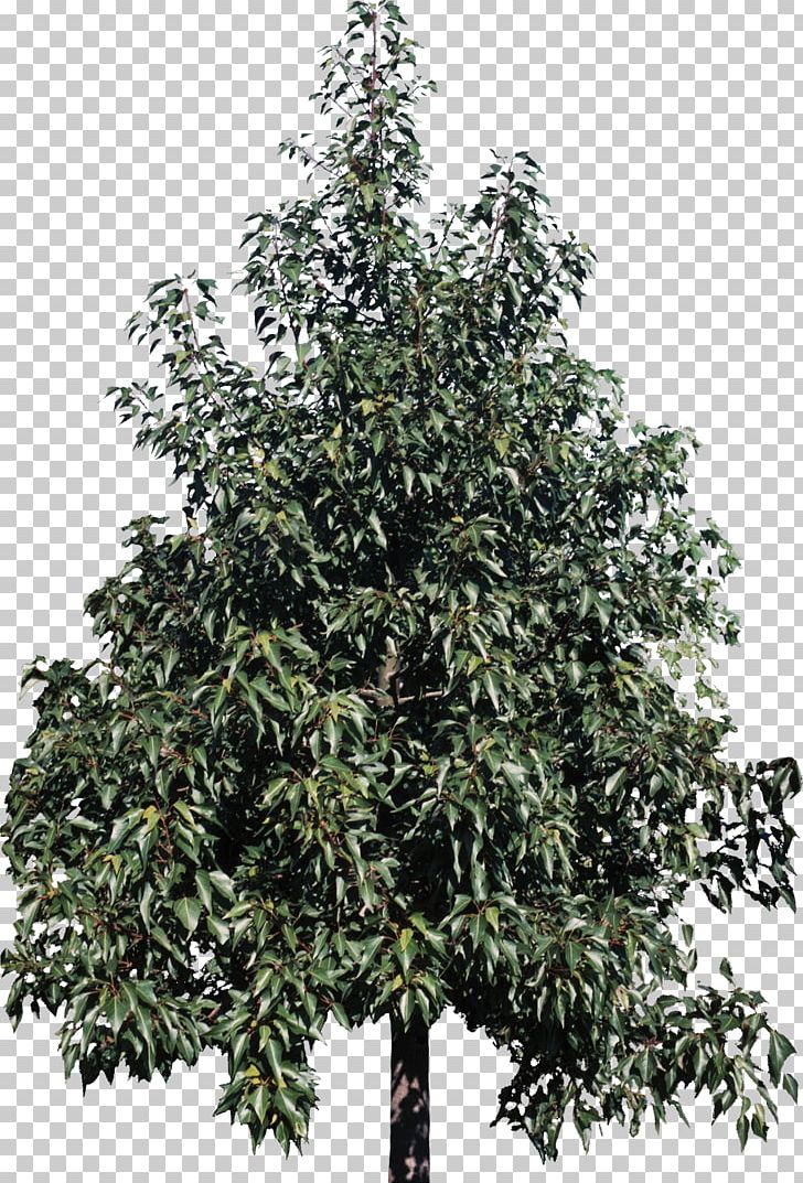 Tree Kurrajong Plant Shrub Catalpa Speciosa PNG, Clipart, American Sweetgum, Bottlebrushes, Brachychiton, Branch, Bush Free PNG Download
