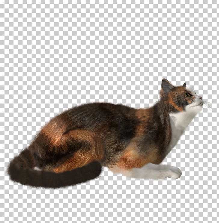 Whiskers Cat PNG, Clipart, Black Cat, Carnivoran, Cat, Cat Like Mammal, Clipping Path Free PNG Download