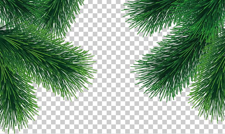 Fir-tree PNG, Clipart, Fir Tree Free PNG Download