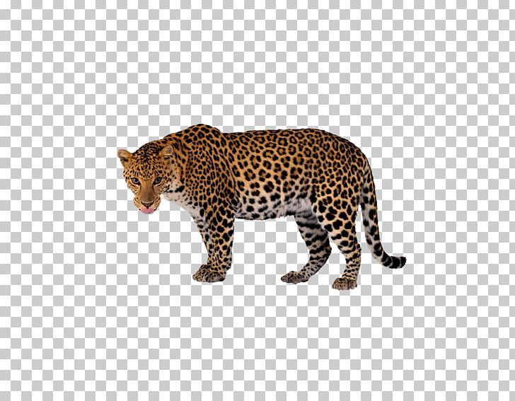 Leopard Tiger Black Panther PNG, Clipart, Animal, Animals, Big Cat, Big Cats, Black Panther Free PNG Download