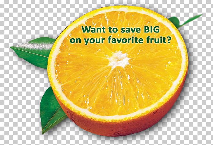 Tangelo Mandarin Orange Rangpur Bitter Orange PNG, Clipart,  Free PNG Download