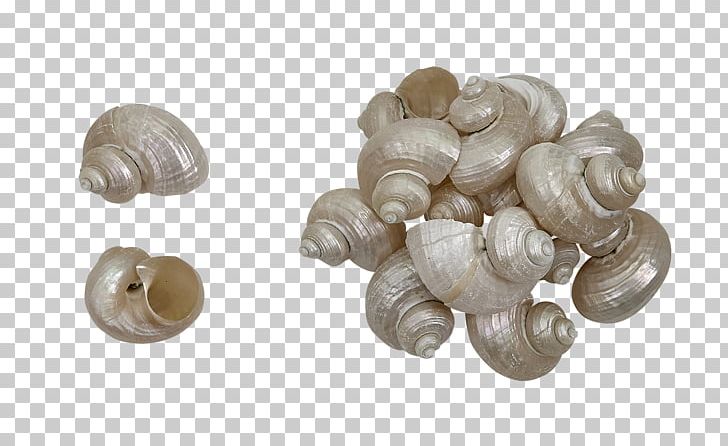 Cockle PNG, Clipart, Clam, Clams Oysters Mussels And Scallops, Cockle, Others, Seashell Free PNG Download