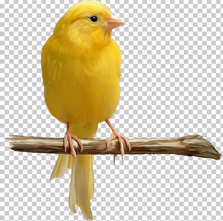 Domestic Canary Bird Yellow Canary Color PNG, Clipart, Animal, Animals, Atlantic Canary, Beak, Bird Free PNG Download