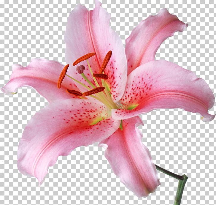 Lilium Candidum Flower Desktop Lilium 'Stargazer' Stock Photography PNG, Clipart, Color, Cut Flowers, Daylily, Desktop Wallpaper, Flower Free PNG Download