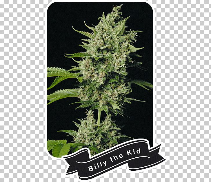 Orange Bud Cannabis Marijuana Plant Flavor PNG, Clipart, Billy The Kid, Cannabis, Cannabis Shop, Flavor, Genetics Free PNG Download