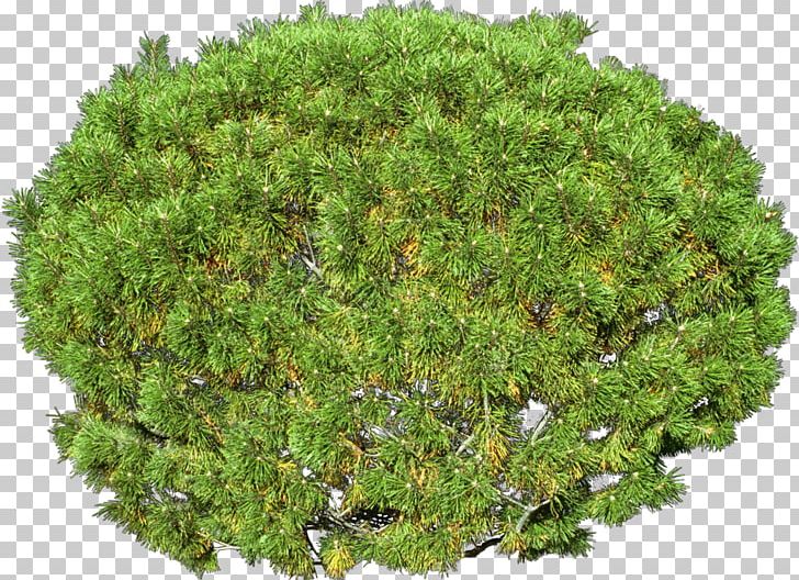 Trifolium Subterraneum Alfalfa Germination Seed Dormancy PNG, Clipart, Alfalfa, Cat Tree, Clover, Dormancy, Evergreen Free PNG Download