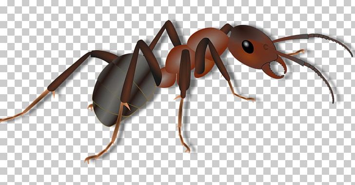 Red Imported Fire Ant Insect PNG, Clipart, Animal, Animals, Ant, Ant Colony, Arthropod Free PNG Download