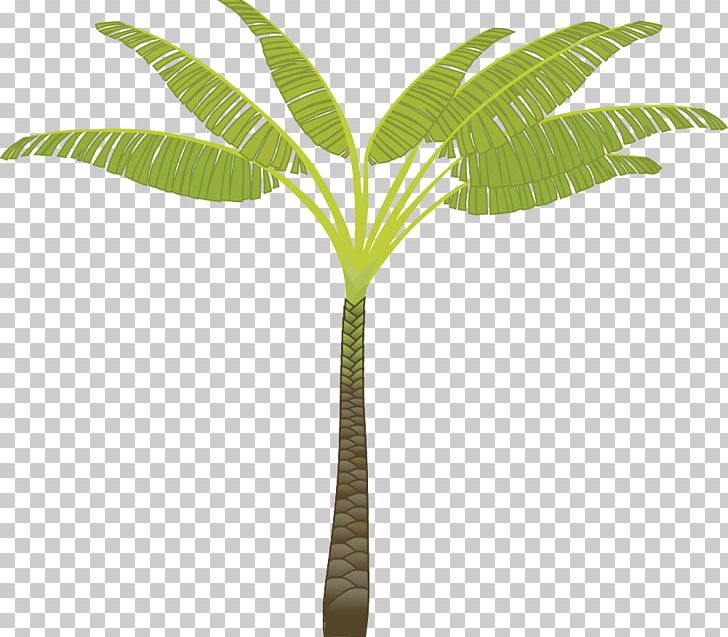 Arecaceae PNG, Clipart, Arecaceae, Arecales, Cartoon, Clip Art, Coconut Free PNG Download